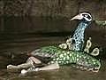 Pavo real