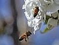 Why are the honey bees disappearing?