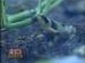 Md. Zoo Among Leaders In Golden Frog Breeding