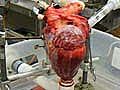 New Machine Pumps Disembodied Animal Heart