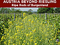 Austria Beyond Riesling: Burgenland Reds
