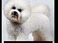 Bichon Sale-Your Bichon Frise FREE Report