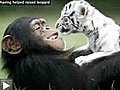 Tigres blancs et chimpanzé
