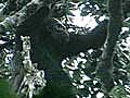 World’s Rarest Ape Caught on Video