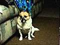 The Daisy Barkives - Volume 2