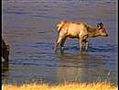 yellowstone national park. amerika. ( voor de natuurliefhebbers.)