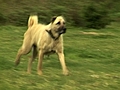 Kangal cinsi köpekler nasil beslenmeli?