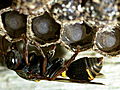 Monster Bug Wars: Paper Wasps