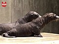 Newborn Sea Lion Cubs