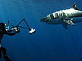 Shark Week: Diving With Great Whites