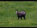 Dames chamois et petits le 17 mai 2010