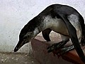 Lost Penguin Washes Up In Lima