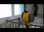 Sam,  the Smart Parrot’s Self-Portrait