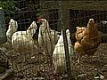 Albany Chicken Debate