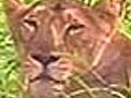 Three lions poached in Gir Sanctuary