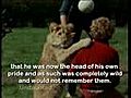 Christian The Lion