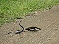 Cobra Vs Mongoose