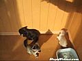 Kittens Attack Shadow