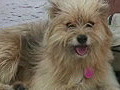 Royalty Free Stock Video HD Footage Dog Sitting by His Master in Key West,  Florida