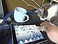 Gato Crazy with iPad