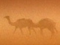 Planet Earth: Deserts: Sahara Sandstorm