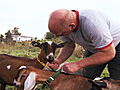 The Fabulous Beekman Boys: Introducing The Newest Goat Bachelor