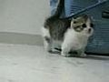 Munchkin Kitten