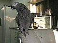 BeaBOX parrot