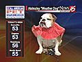 Helmsley the weather dog