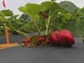 Strawberry picking