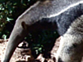 News: Zoo Logic :: Giant Anteater