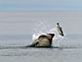 Sharks in Alaska