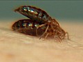 The Genetic Secret of Bed Bugs