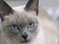 Siamese Cat with Intensely Curious Wandering Eyes