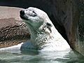 Staying Cool at the Zoo