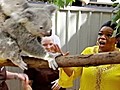 Oprah Winfrey’s Bizarre Koala Moment