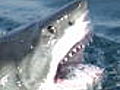 Shark Week: Seal Defense