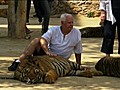 Faut-il,  ou non, visiter le temple des tigres ?