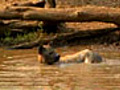 Hyena Sunrise Bath