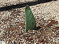 How to Grow a Prickly Pear Cactus in the Desert