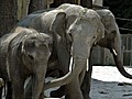 ARD-exclusiv: Die Elefanten-WG