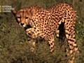 GREAT MIGRATIONS - BEHIND THE SCENES CHEETAH