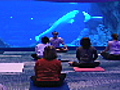 Yoga with belugas
