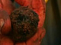 Genetic code for truffles cracked
