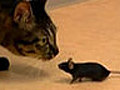 Cat and mouse game