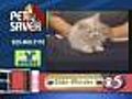 'Side-Winder' - Male Kitten - #6207451