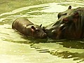CUTE Baby Hippo