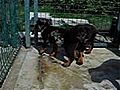 CHIOTS BERGER DE BEAUCE BEAUCERON BAS-ROUGE OU ARLEQUIN