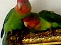 Love Birds