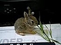 Tiny Bunny